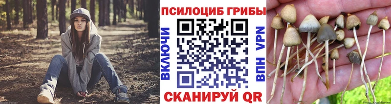 мега ссылка  Кудымкар  Псилоцибиновые грибы Cubensis 